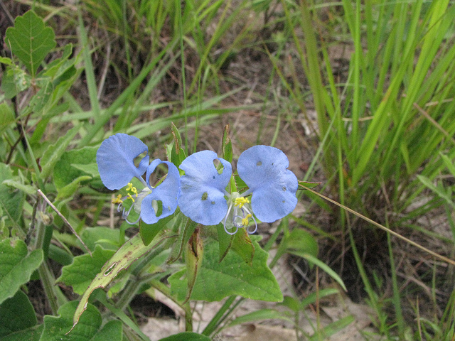 Commelina virginica (Commelina virginica)