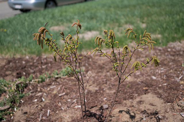 Comptonie voyageuse (Comptonia peregrina)