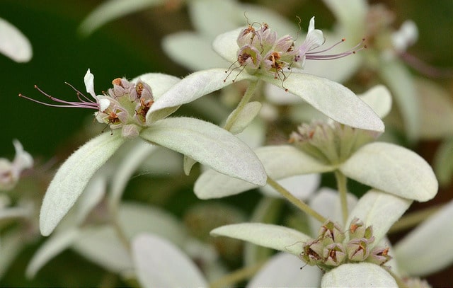 Congea tomentosa