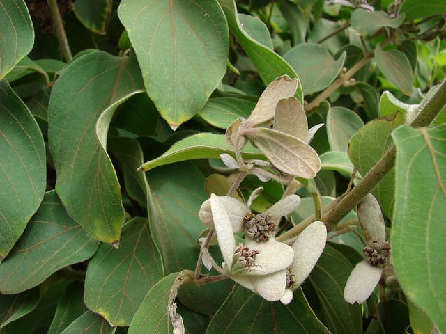 Congea tomentosa