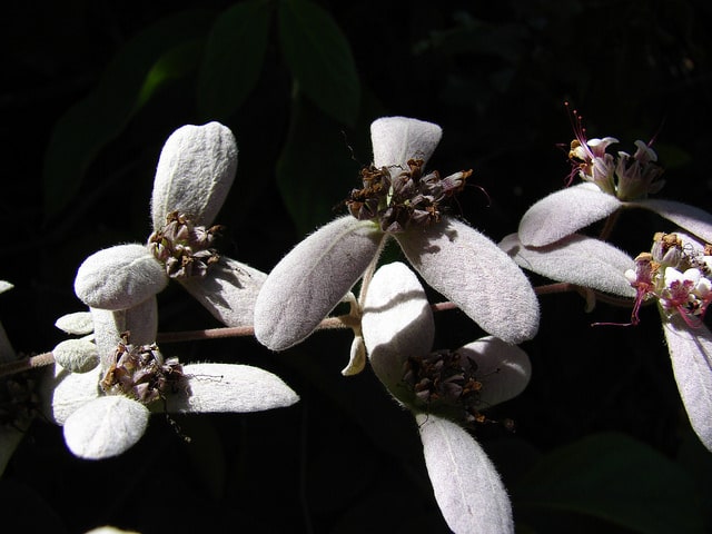 Congea tomentosa