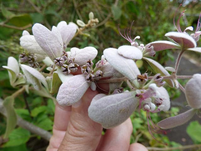 Congea tomentosa