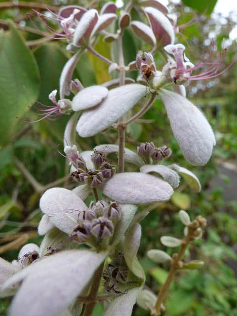 Congea tomentosa