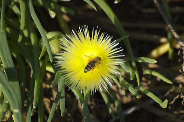 Conicosia pugioniformis