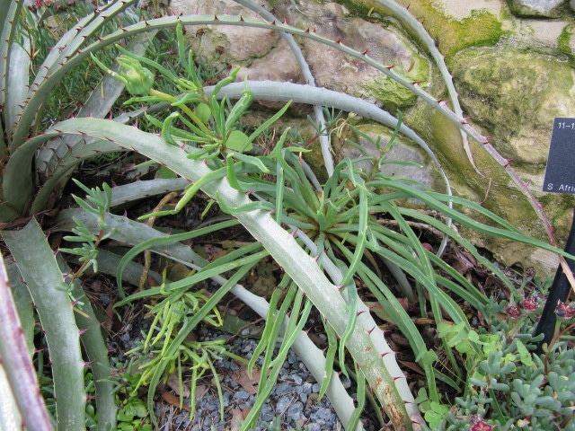 Conicosia pugioniformis