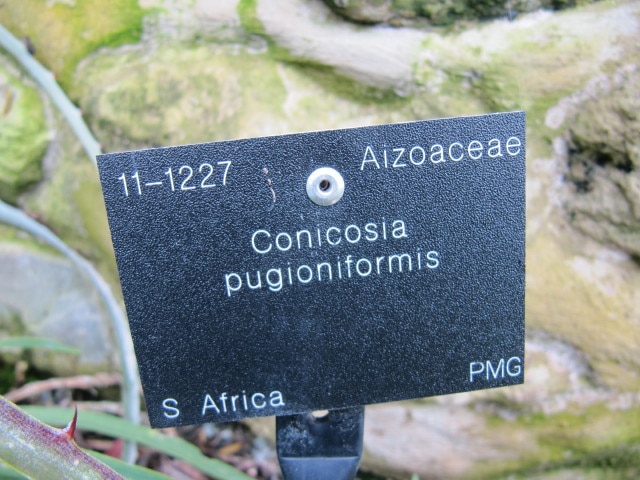 Conicosia pugioniformis (Conicosia pugioniformis)