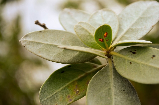 Palétuvier gris (Conocarpus erectus)