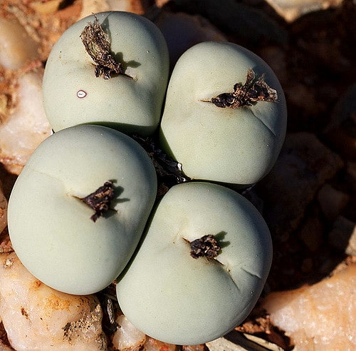 Conophytum calculus