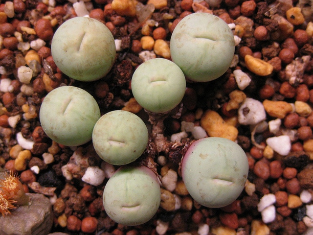 Conophytum calculus (Conophytum calculus)