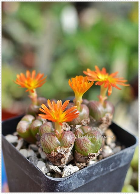 Conophytum ectypum