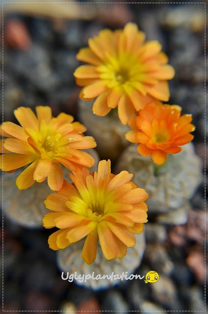 Conophytum ectypum