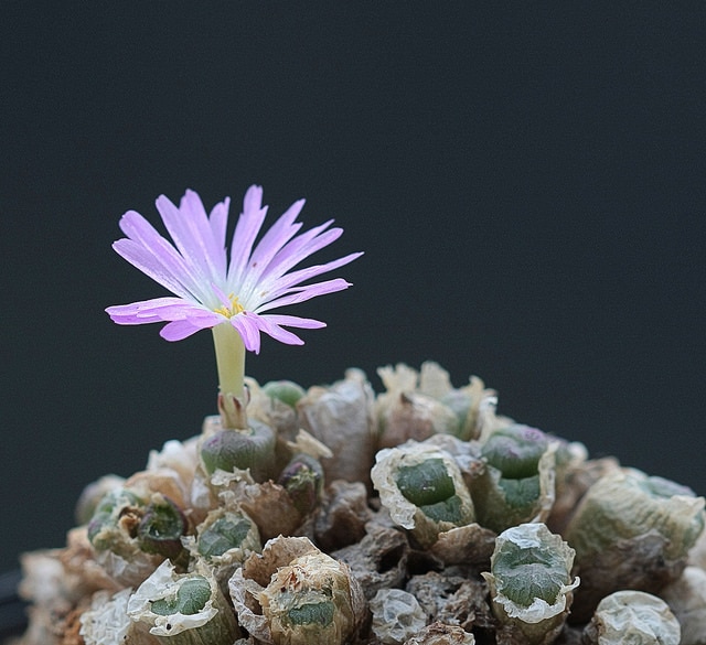 Conophytum ectypum