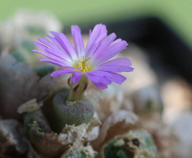 Conophytum ectypum