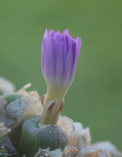 Conophytum ectypum