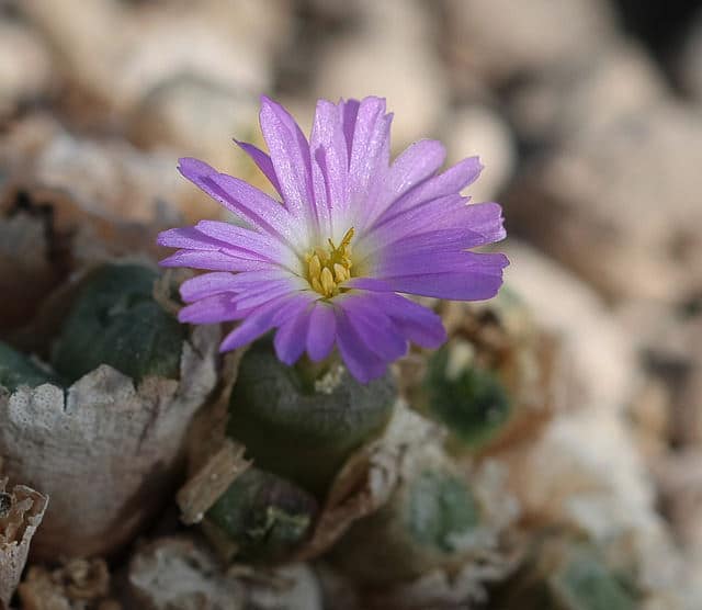 Conophytum ectypum (Conophytum ectypum)