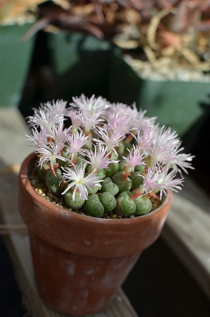 Conophytum ficiforme