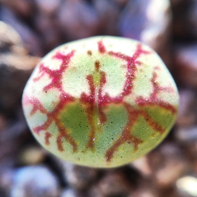 Conophytum ficiforme