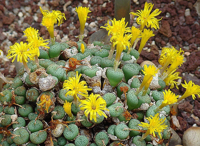 Conophytum flavum (Conophytum flavum)