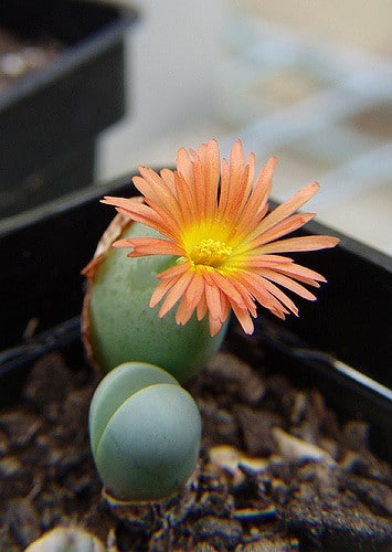 Conophytum frutescens (Conophytum frutescens)