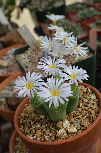 Conophytum longum (Conophytum longum)