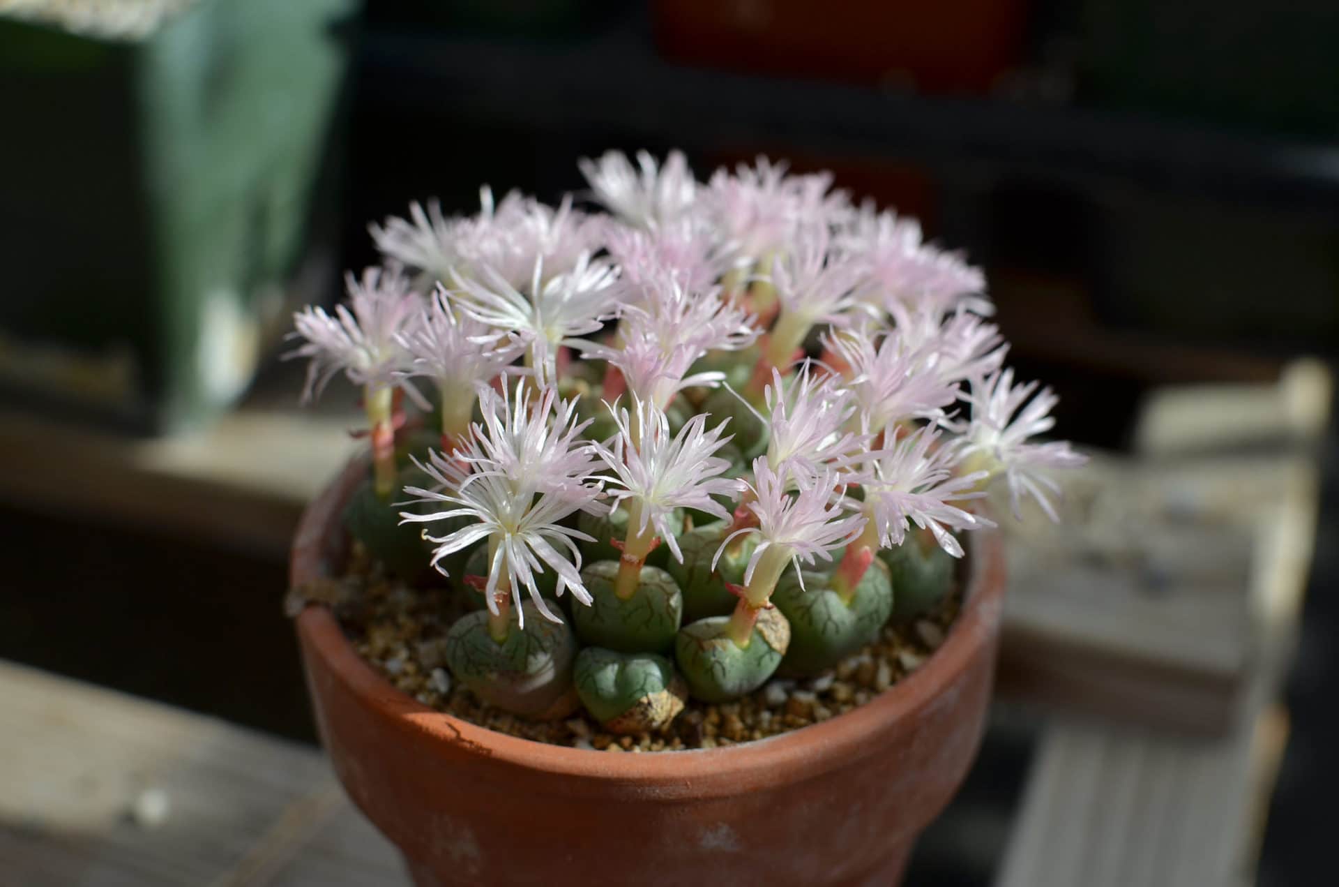 Conophytum minimum