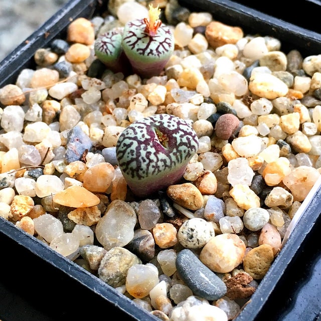 Conophytum minimum