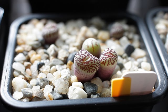 Conophytum minimum (Conophytum minimum)