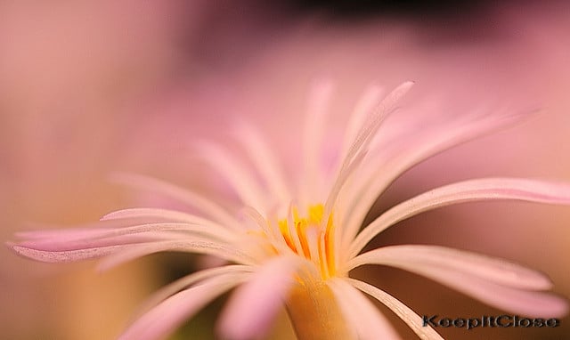 Conophytum minutum (Conophytum minutum)
