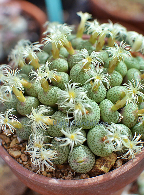 Conophytum obcordellum (Conophytum obcordellum)