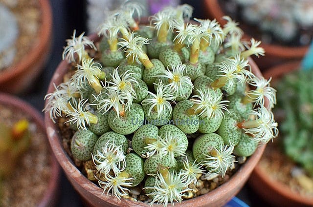 Conophytum obcordellum