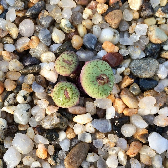 Conophytum obcordellum