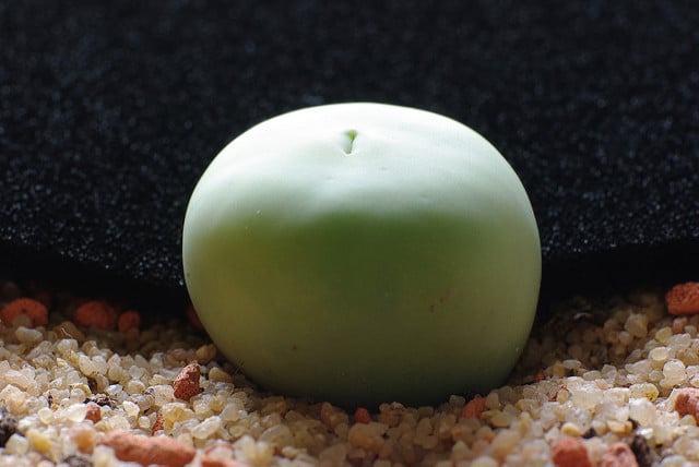 Conophytum pageae