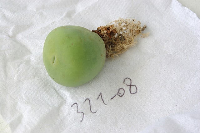 Conophytum pageae