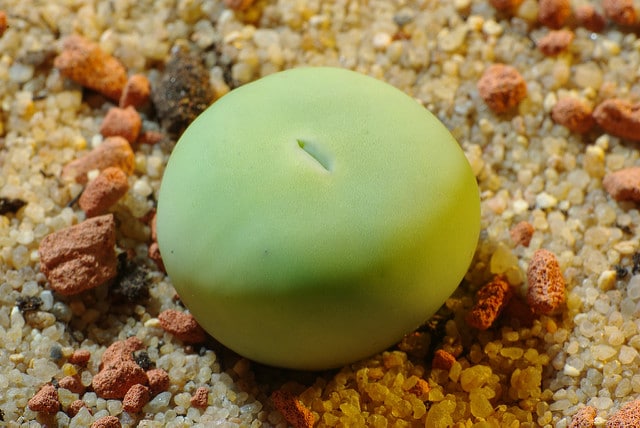 Conophytum pageae
