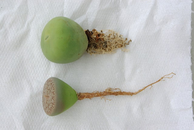 Conophytum pageae