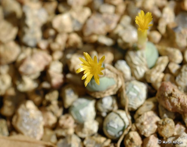 Conophytum pageae (Conophytum pageae)