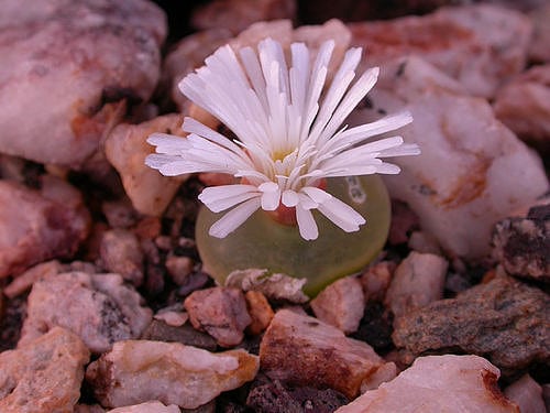 Conophytum subfenestratum