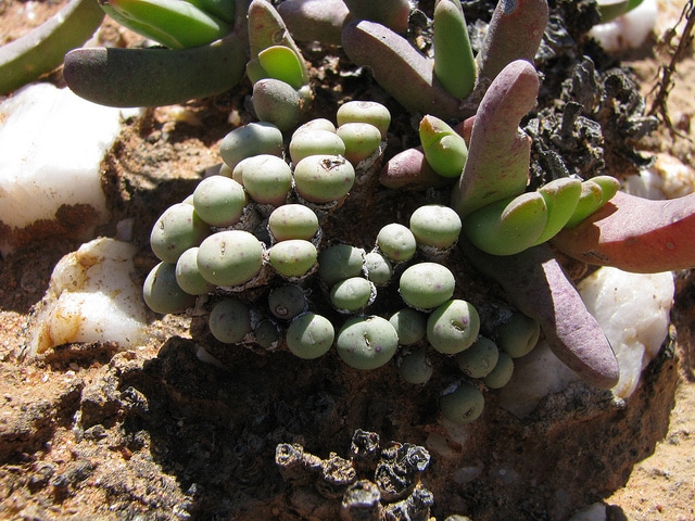 Conophytum subfenestratum (Conophytum subfenestratum)