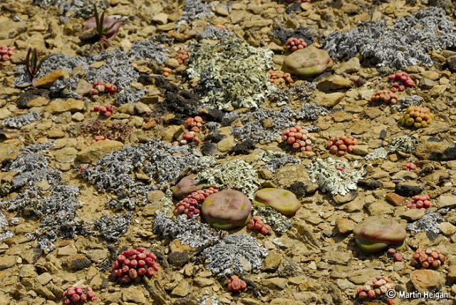 Conophytum truncatum