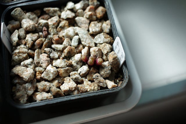 Conophytum uviforme (Conophytum uviforme)