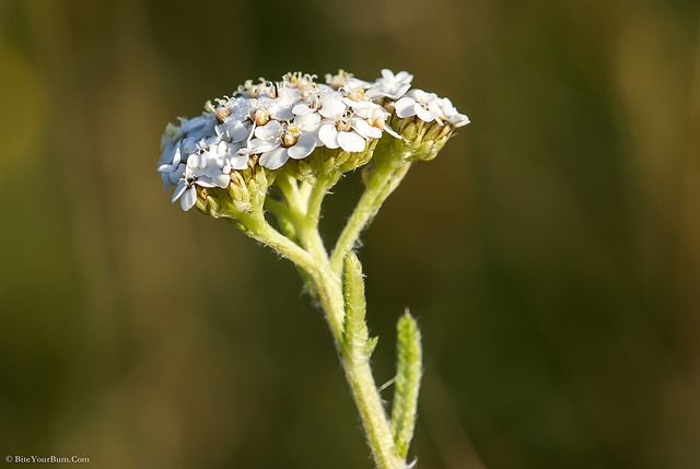 Conopode dénudé (Conopodium majus)