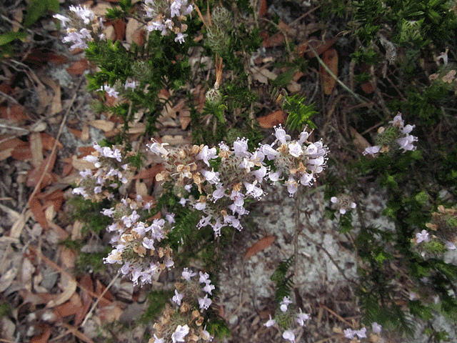 Conradina canescens (Conradina canescens)