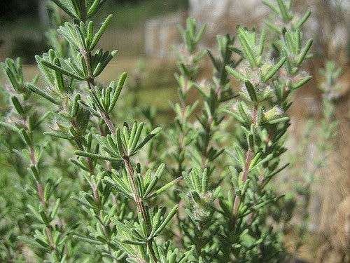 Conradina canescens