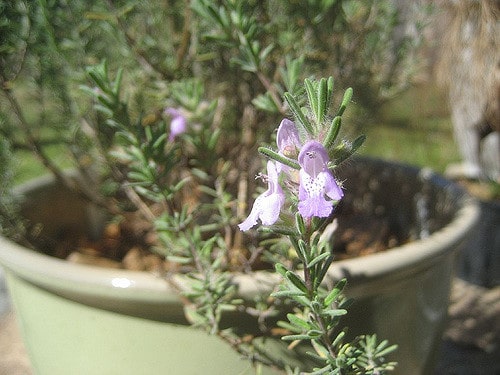 Conradina canescens