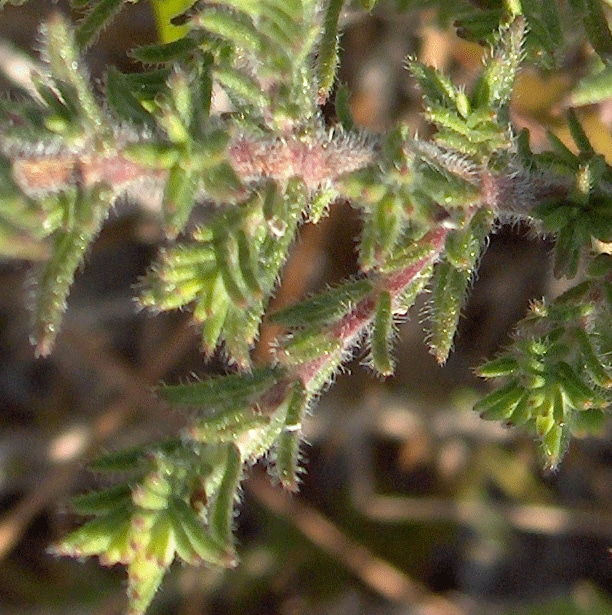 Conradina canescens
