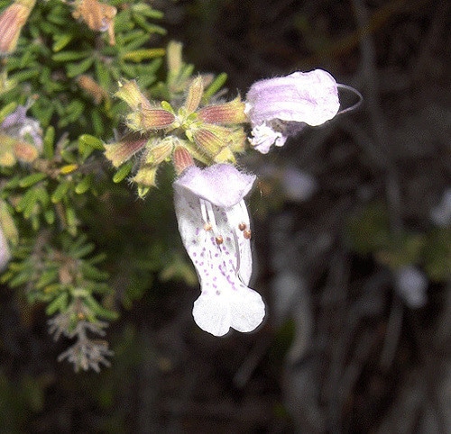Conradina grandiflora
