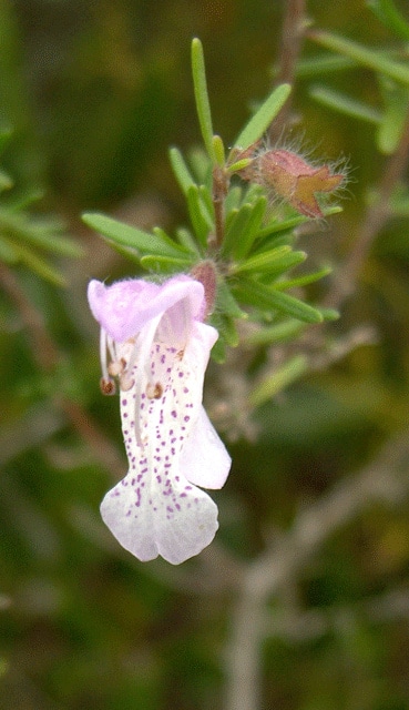 Conradina grandiflora