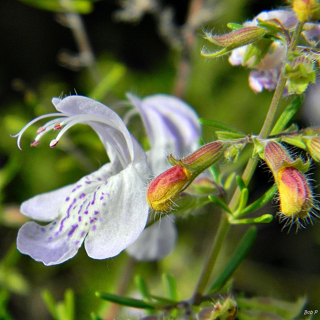 Conradina grandiflora