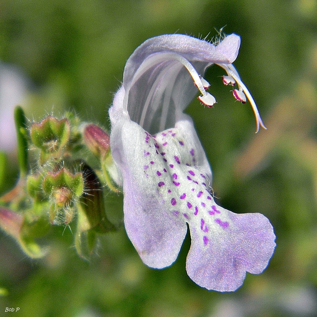 Conradina grandiflora