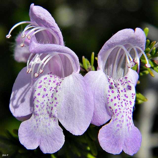 Conradina grandiflora
